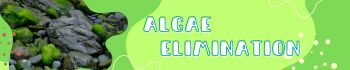 Algae Elimination