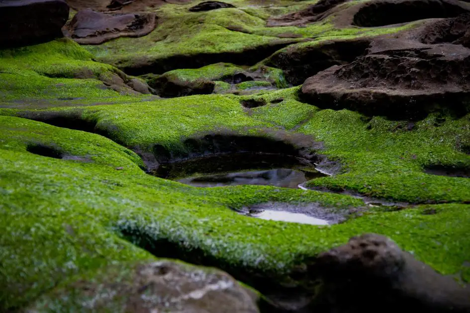 Does Algae Oil Taste Fishy? Debunking the Myths and Exploring the Flavor Profile