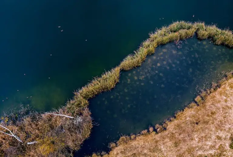 Can Algae Form in Water Bottles? Understanding the Growth Process and