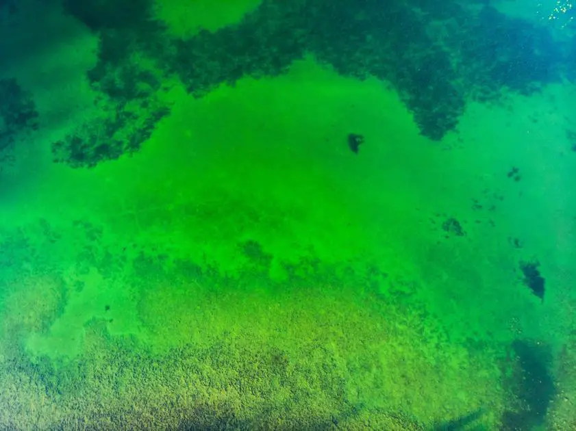 Can Algae Oil Go Rancid? Uncovering the Truth About Its Shelf-Life and Stability