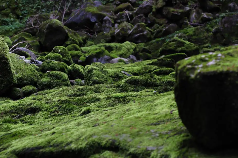 Can Crabs See Algae? Discover the Surprising Connection Between Crab Vision and Algae Growth