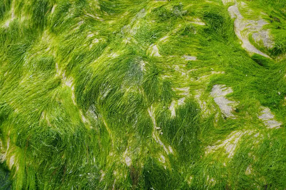 Unlocking the Mystery: Can Red Algae Perform Photosynthesis?