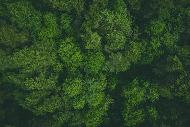 Do Algae Require Sunlight? The Surprising Truth about Algal