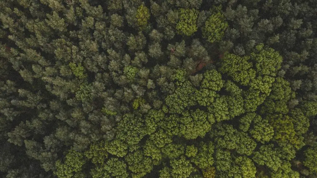 Does Algae Go Away on Its Own? Debunking Common Myths and Facts Algae