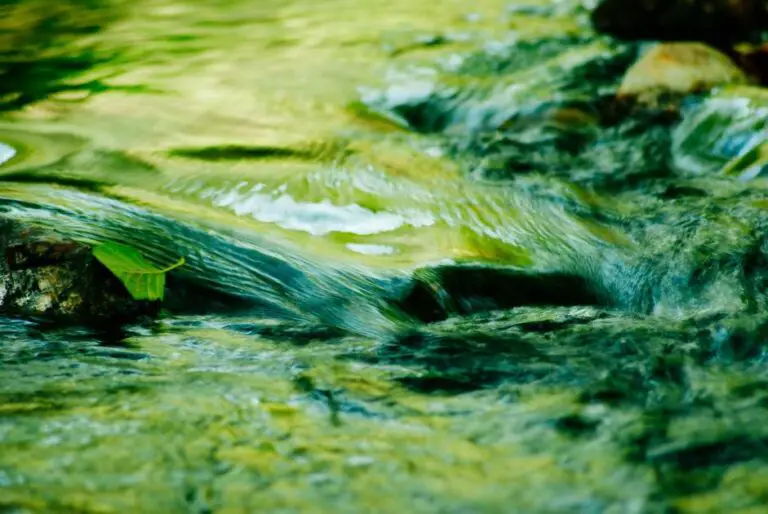 How Much of the Earth’s Oxygen Does Algae Produce? The Astounding