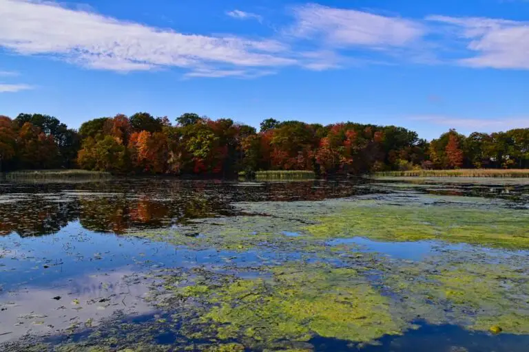 Algae vs. Trees How Much Oxygen Does Algae Produce Compared to Trees