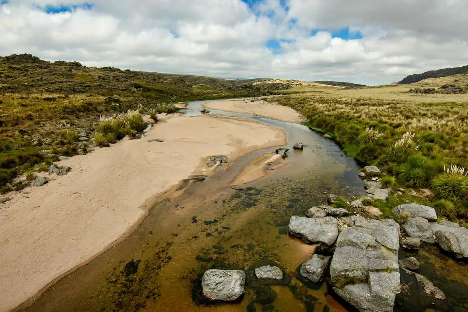 Is Brown Algae a Protist? Unraveling the Mystery of This Aquatic Organism