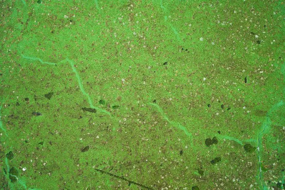 How Does the Vegetative Body of Algae Impact Our Ecosystem?