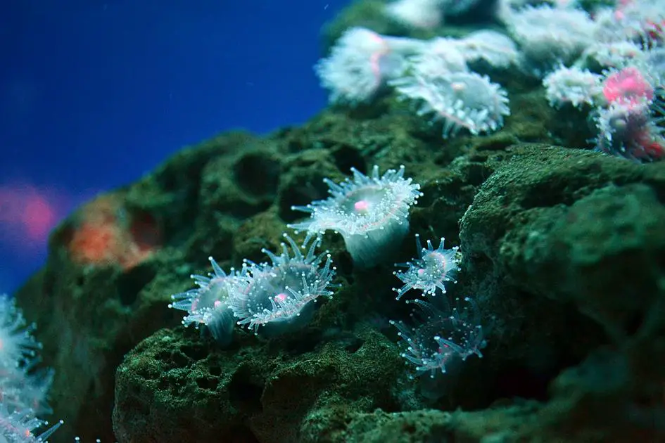 Can Erythromycin Effectively Kill Algae? Unveiling the Truth Behind This Antibiotic's Algae-Fighting Properties
