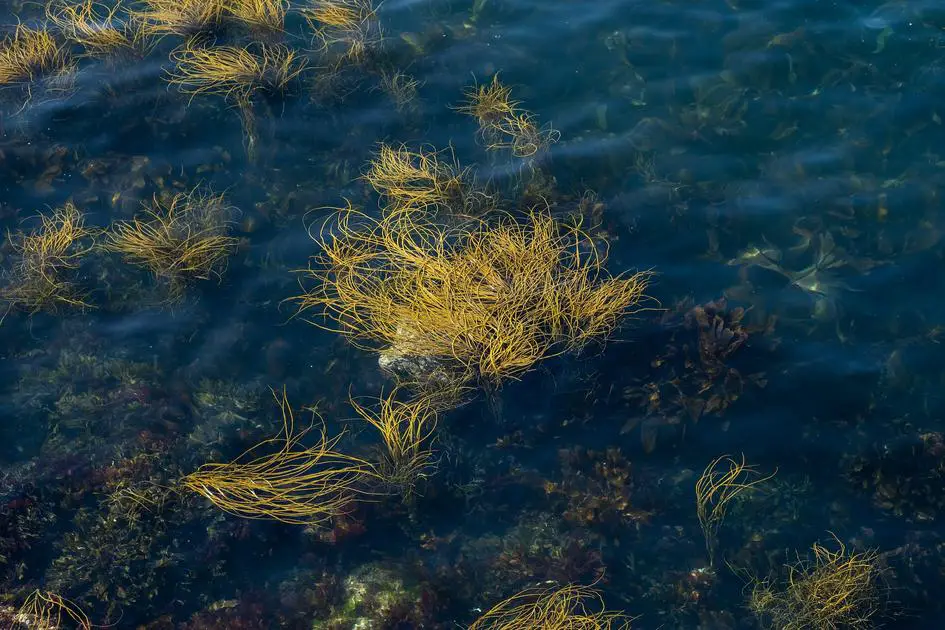 Does Algae Cause Ammonia? Unraveling the Truth Behind Algae's Impact on Water Quality