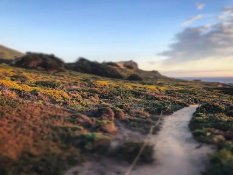 How Long Does it Take for Coralline Algae to Grow? A Comprehensive